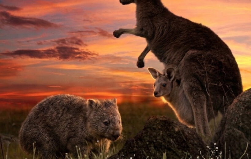 Actividad: Avistamiento de canguros y wombats en las Southern Highlands + Fitzroy Falls