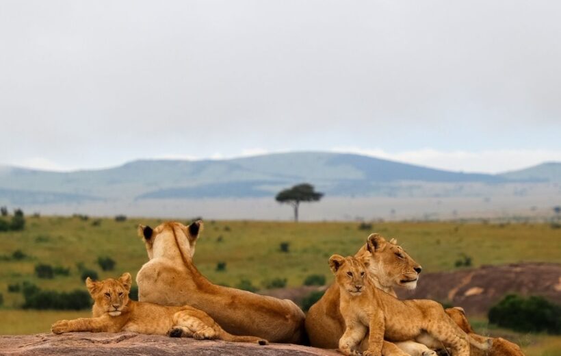 Kenia Salvaje: Tras las Huellas de los Big Five